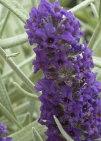 Lavandula x chayforae 'Silver Sands'